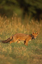 Young Red fox {Vulpes vulpes} Dorset, UK