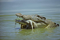 Saltwater crocodile {Crocodylus porosus} feeding on chicken, Edward River, Cape York, Australia