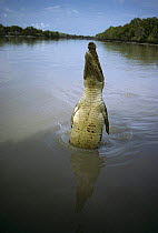 Saltwater crocodile {Crocodylus porosus} leaping out of water for bait, Adelaide river, NT, Australia