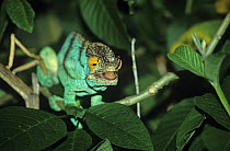 Parson's chameleon (Chamaeleo / Calumma parsonii) hunting, Mantadia NP, Madagascar
