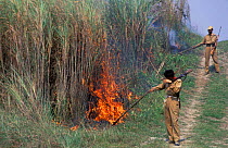 Forest guards starting fires to stimulategrowth of Elephant grass Kaziranga NP, Assam, India