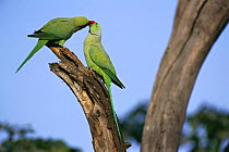 Rose ringed parakeet, mating behaviour {Psittacula krameri} Keoladeo Ghana NP, Rajasthan, India