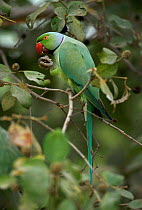 Rose ringed parakeet male feeding in tree {Psittacula krameri} Keoladeo NP, Rajasthan, India