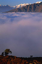Laurebina Yak (4000metres) above clouds at dawn, Langtang NP, Nepal
