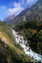 Langtang Khola river flowing down mountain at 3400 metres Langtang NP, Nepal