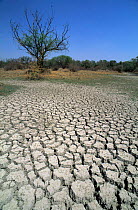 Cracked earth during severe drought in Keolado Ghana NP, Bharatpur, Rajasthan, India