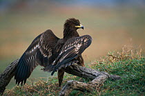 Greater spotted eagle juvenile {Aquila clanga} Keoladeo Ghana / Bharatpur NP, Rajasthan, India