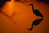 Grey heron silhouetted at sunrise {Ardea cinerea} Keoladeo Ghana / Bharatpur NP, Rajasthan India