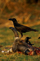 Jungle crow scavenging dead cow {Corvus macrorhynchos} Keoladeo Ghana / Bharatpur NP, Rajasthan, India