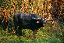 Water buffalo {Bubalus arnee} Kaziranga NP, Assam, India