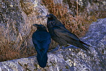 Common ravens at 3900metres altitude {Corvus corax} Kyanjing Gompa, Langtang NP, Nepal