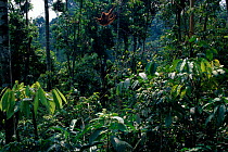 Orang utan swinging through rainforest tree canopy, (Pongo abelii) Leuser NP, Indonesia