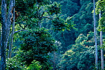 Orang utan high in tree of rainforest canopy, (Pongo abelii)  Leuser NP, Indonesia