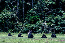Western lowland gorilla family feeding in Moba bai forest clearing in Odzala NP, Democratic Republic of Congo.