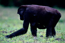 Western lowland gorilla female carrying infant and feeding in bai (forest clearing), Odzala NP, Democratic Republic of Congo.
