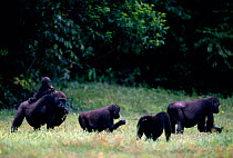 Western lowland gorilla family feeding in rainforest clearing, Odzala NP, Democratic Republic of Congo.