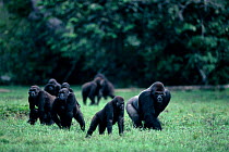 Western lowland gorilla family foraging in rainforest clearing, Odzala NP, Democratic Republic of Congo. Dominant silverback male on right.