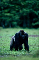 Male Western lowland gorilla displaying at sight of another male in rainforest clearing, Odzala NP, Democratic Republic of Congo.