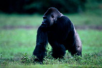 Male Western lowland gorilla adopts display posture in reaction to seeing another male in bai (rainforest clearing) Odzala NP, Republic of Congo Obandas Bai, reaction to seeing other male