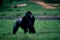 Male Western lowland gorilla adopts display posture in reaction to seeing other male in Bai (rainforest clearing) Odzala NP, Democratic Republic of Congo, Obandas Bai,