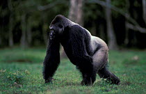 Male Western lowland gorilla walking, Lokoue Bai {Gorilla g gorilla} Odzala NP, Rep Congo