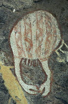 Aboriginal rock art of a crab, Mount Borradaile, Arnhem Land, Northern Territory, Australia