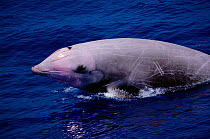 Breaching Cuvier's beaked whale {Ziphius cavirostris} Atlantic, USA