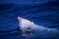 Cuvier's beaked whale {Ziphius cavirostris} surfacing, atlantic coast, USA