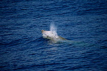 Cuvier's beaked whale surfacing {Ziphius cavirostris} North Carolina