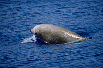 Adult male Cuvier's beaked whale {Ziphius cavirostris}, Cape Hatteras, North Carolina