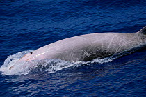 Cuvier's beaked whale back profile {Ziphius cavirostris}, Cape Hatteras, North Carolina