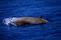 Cuvier's beaked whale {Ziphius cavirostris}at surface, Atlantic, USA