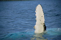 Pectoral fin of Humpback whale raised above surface {Megaptera novaeangliae} Antarctic Penin.