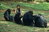 Charlotte Uhlenbroek with Chimpanzees {Pan troglodytes} in Gombe, Tanzania. On location for BBC television series "Cousins", 1999