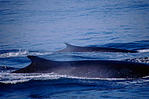 Dorsal fin profile of Fin whales {Balaenoptera physalus}, Southern California, Pacific