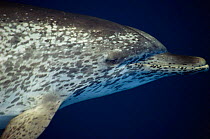 Head profile of Atlantic spotted dolphin {Stenella frontalis} Gulf of Mexico