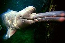 Amazon river dolphin / Bouto {Inia geoffrensis} Endemic to Amazon & Orinocco Rivers South-America