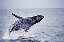 Humpback whale breaching {Megaptera novaeangliae} Monterey Bay, California, USA.