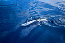 Dusky dolphin playing with kelp {Lagenorhynchus obscurus}, Kaikoura, New Zealand