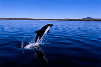 Peale's dolphin breaching {Lagenorhynchus australis} Falkland Islands, South Atlantic Ocean