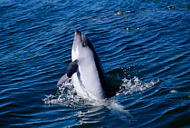 Peale's dolphin leaping above surface {Lagenorhynchus australis} Falkland Islands