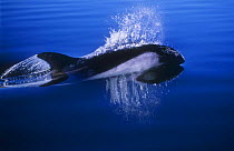 Peale's dolphin {Lagenorhynchus australis} surfacing, Falkland Islands, South Atlantic Ocean