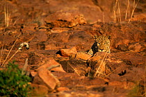 Leopard camouflaged against rock {Panthera pardus} Okonjima Namibia, Southern Africa