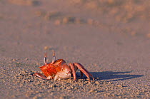 Ghost crab on beach in sand {Ocypode gaudichaudii} Isabela Island Galapagos Islands