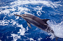 Pantropical spinner dolphin leaping {Stenella l. longirostris} Gulf of Mexico