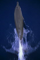 Looking down on a Clymene dolphin {Stenella clymene} riding the waves at the bow of a boat, Gulf of Mexico, Atlantic
