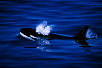 Killer whale surfacing {Orcinus orca}, Pribilof Islands, Bering Sea, Alaska, USA