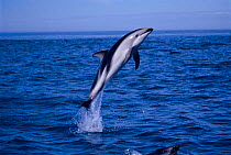 Dusky dolphin {Lagenorhynchus obscurus} leaping, Kaikoura, New Zealand, Pacific