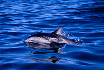 Dusky dolphin surfacing {Lagenorhynchus obscurus}, Kaikoura, New Zealand, Pacific