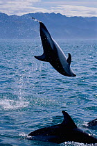 Dusky dolphin doing backflip {Lagenorhynchus obscurus}, Kaikoura, New Zealand, Pacific
